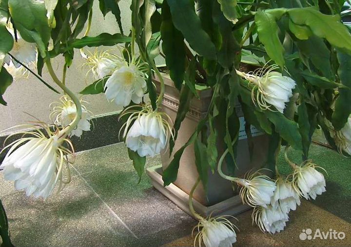 Эпифиллумы сортовые