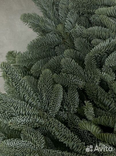 Нобилис 1 банч авито доставка