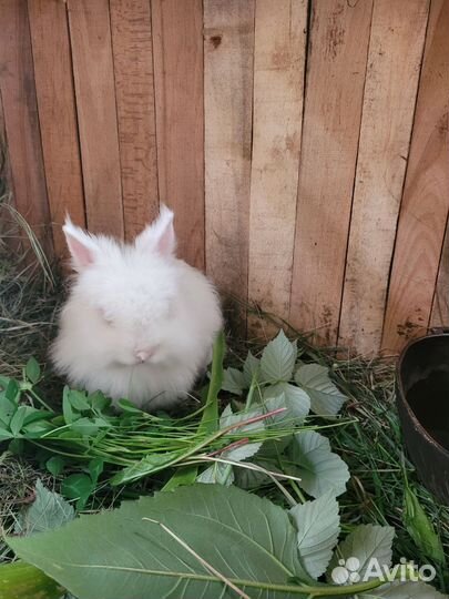 Декоративный кролик