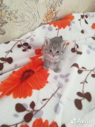 Котята в добрые руки бесплатно