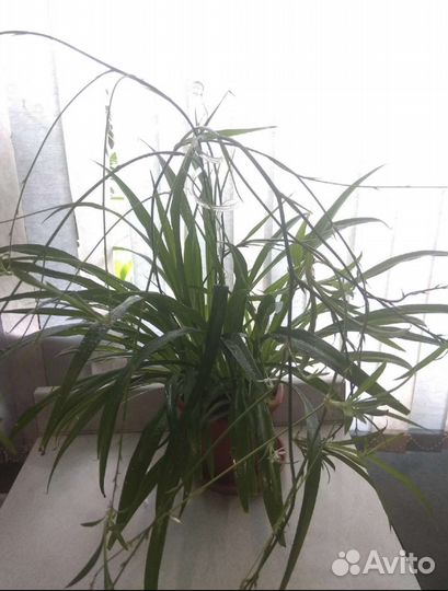 Хлорофитум