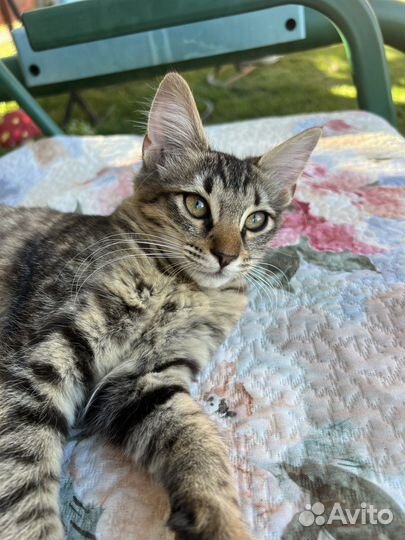 Кошка девочка Стеша, 4 мес