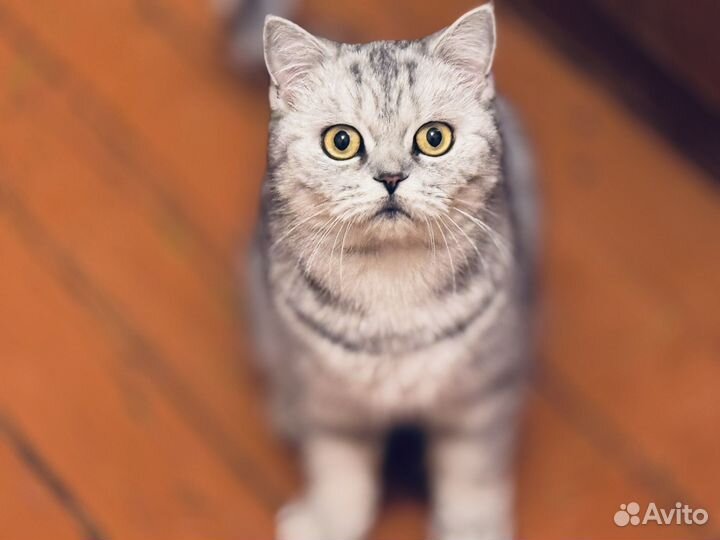 Шотланская кошка