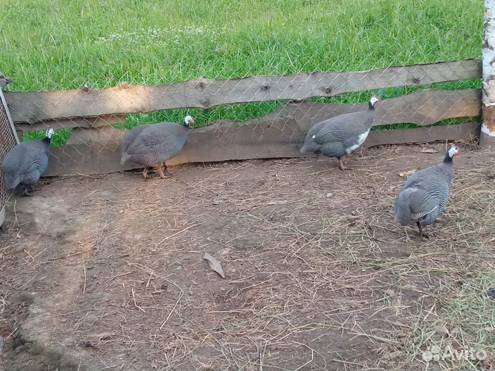 Продам семью Цесарок