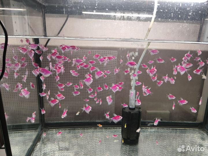 Теренция гло