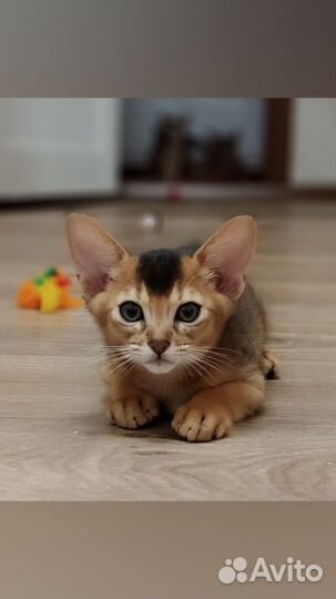 Абиссинский кот