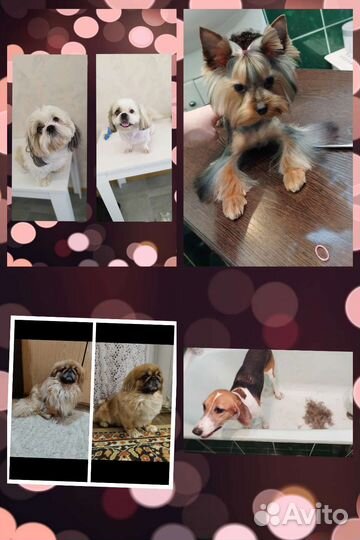 Услуги Грумера/Тримминг/Обучение