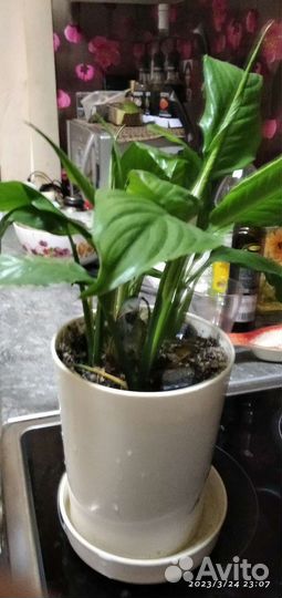 Спатифиллум