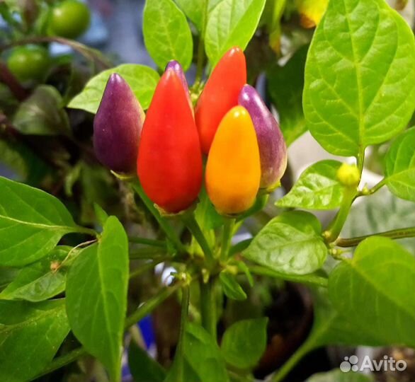 Рассада острых и сверхострых перцев для дома