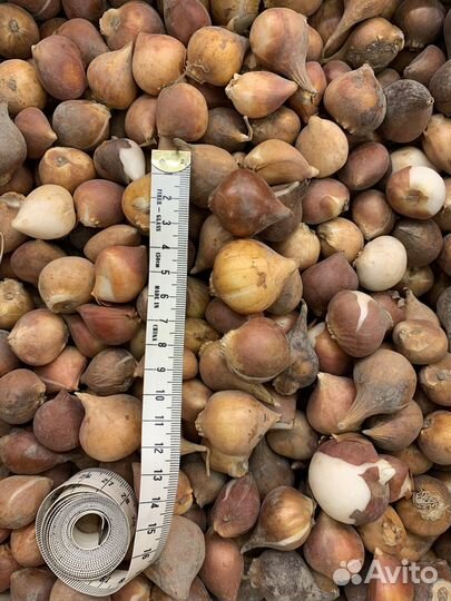 Луковицы тюльпанов