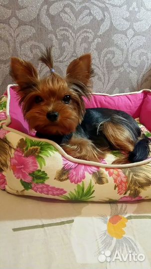 Передержка собак мелких пород