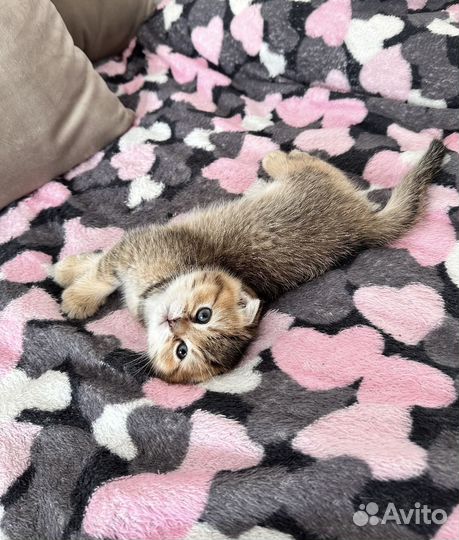 Шотландские котята