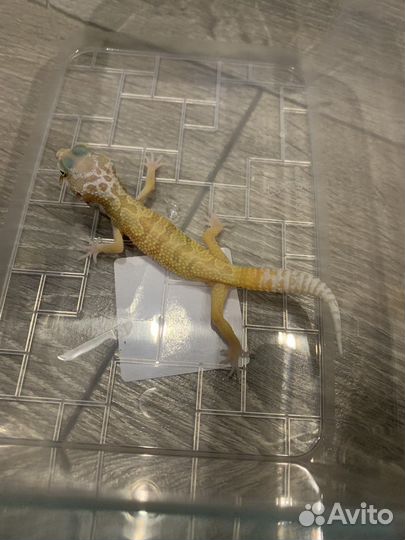 Малыши эублефаров