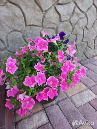 Петуния ампельная в кашпо