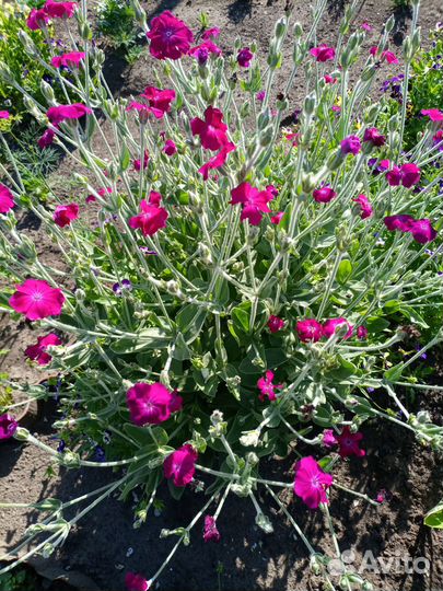 Многолетники для сада цветы