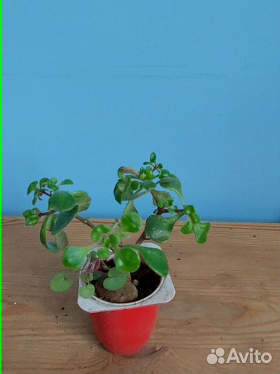 Традисканции, руэллия и др. комнатные