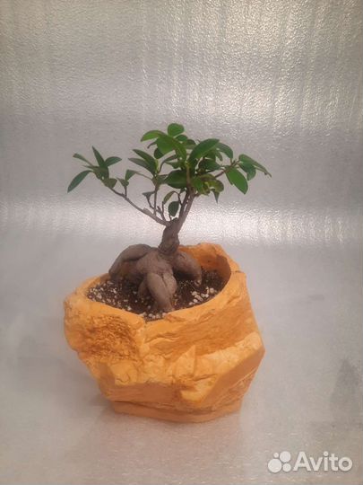 Фикус микрокарпа бонсай