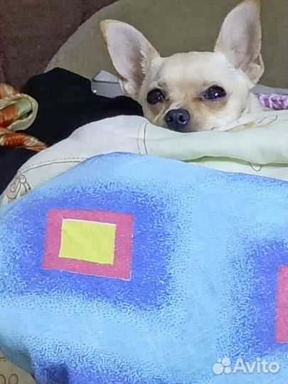 Мини той-терьер