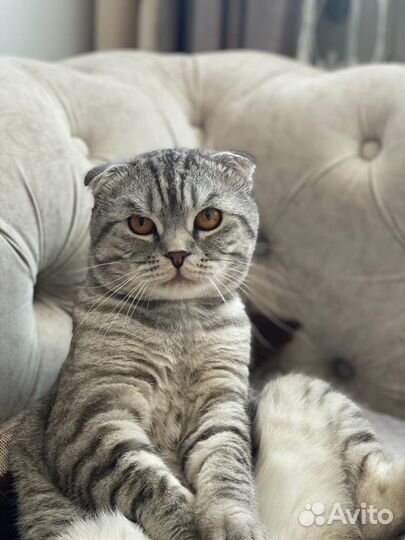 Вязка кота