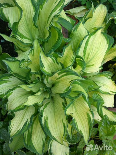 Хоста разные сорта