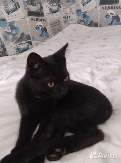 Черный котенок 3 месяца