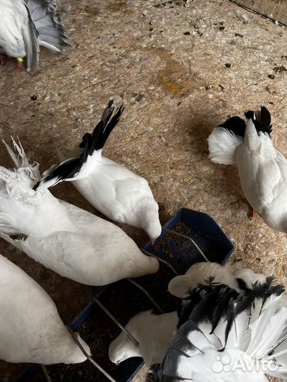 Голуби павлины