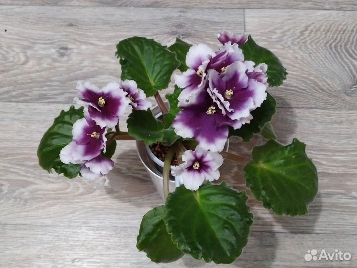 Фиалка цветущая на подарок