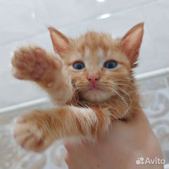 Рыжего Карапузика никто не замечает