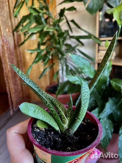 Комнатные растения 2 часть