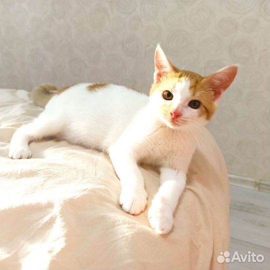 Милый котёнок в добрые руки