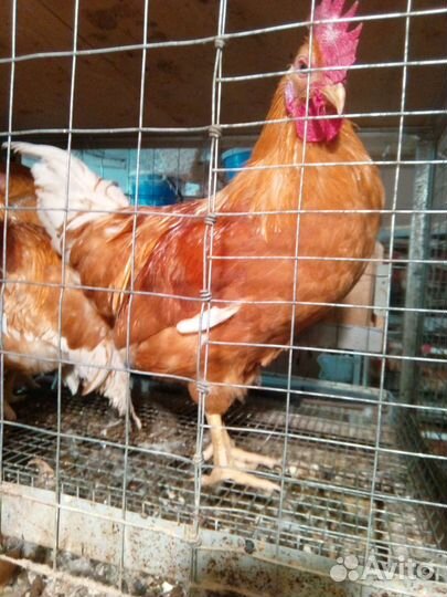 Петухи мини мясные палевые
