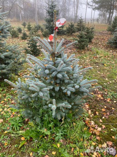 Елка на Новый год