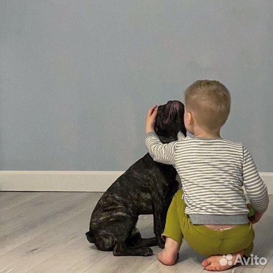 Зооняня - передержка собак и котов