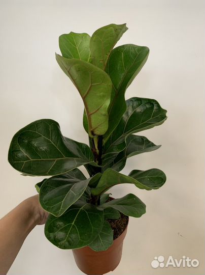 Фикус лирато бамбино