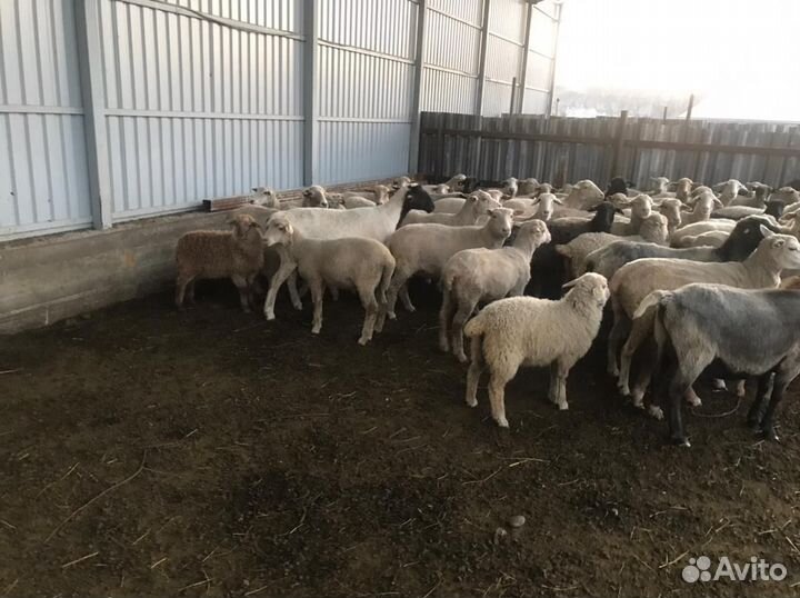Продаю овцы и бараны