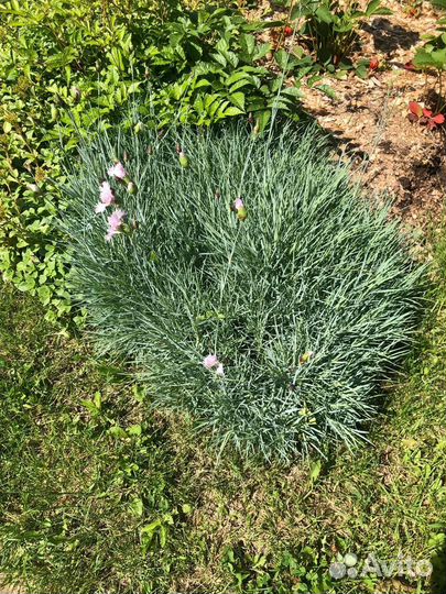 Гвоздика перистая голубая