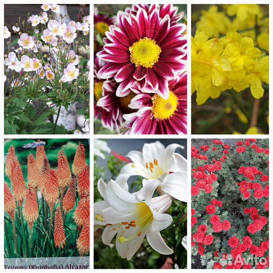 Цветы многолетние уличные