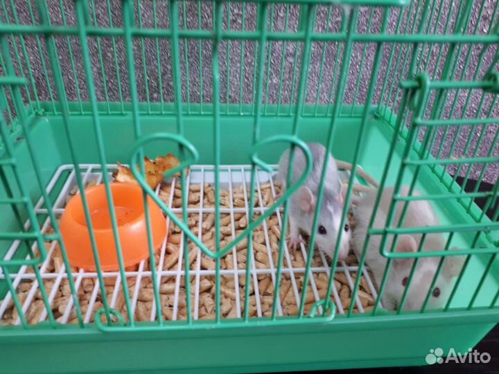 Декоративные крысы ручные