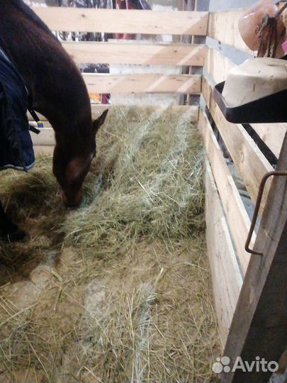 Постой лошадей