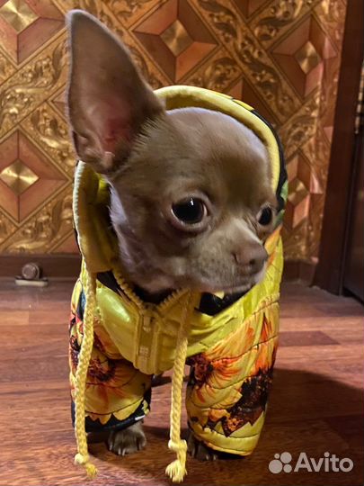 Курточка для собак мелких пород