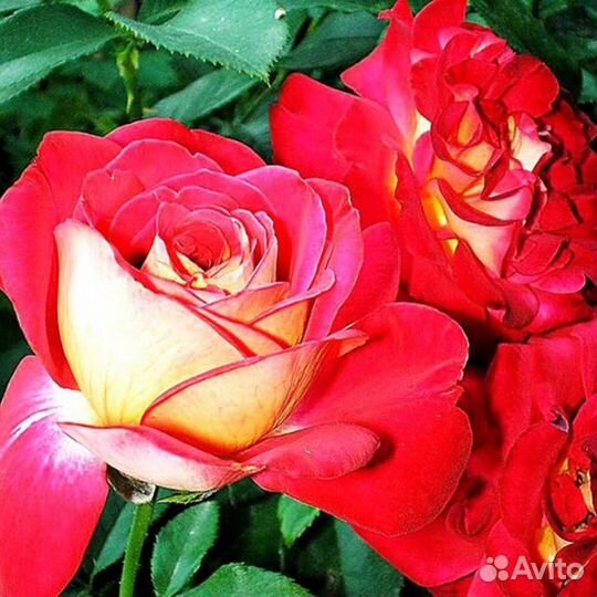 Саженцы японских роз