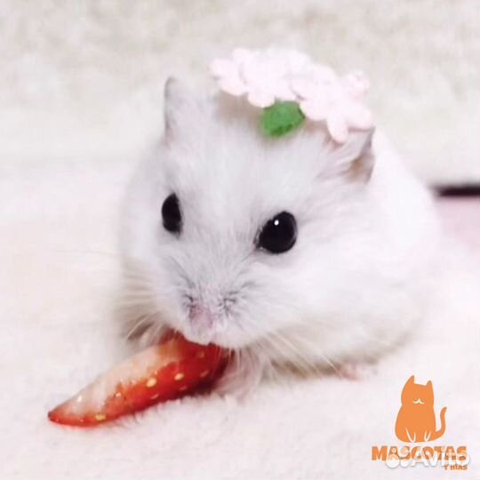 Вязка,случка,ищу самку джингарика самцу белого цве