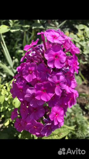 Лилии, лилейник, кампсис и др