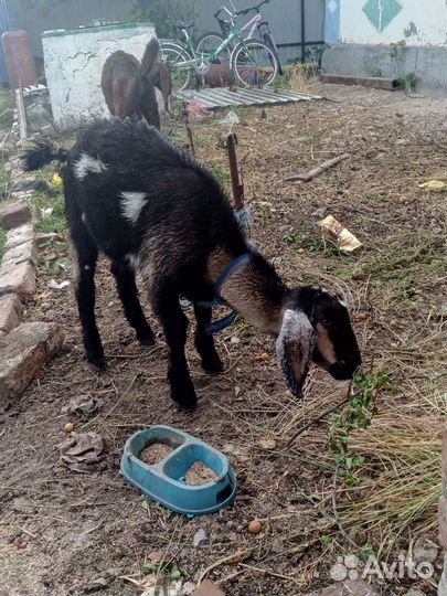 Козлик камори и зоанонибийки козочки