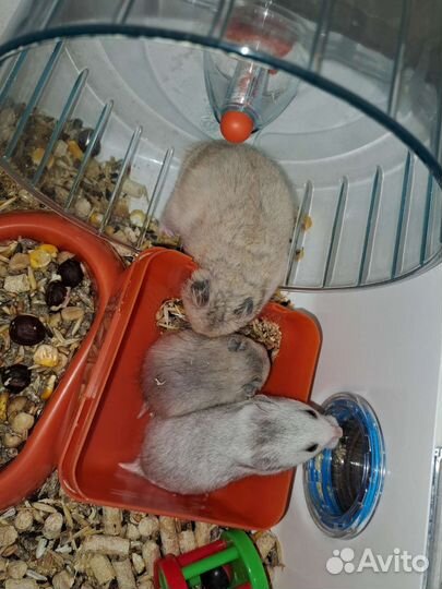 Сирийские хомячки