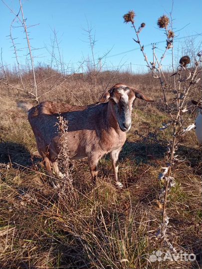 Молоко Козье домашнее