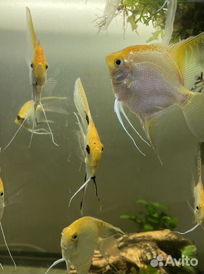 Аквариумные рыбки: Скалярии