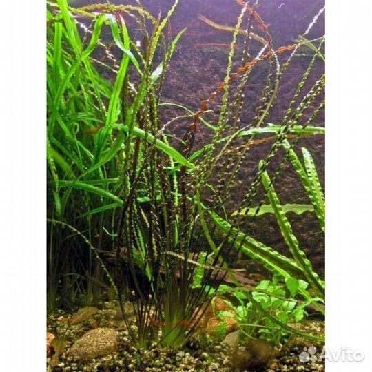 Аквариумные растения прополка