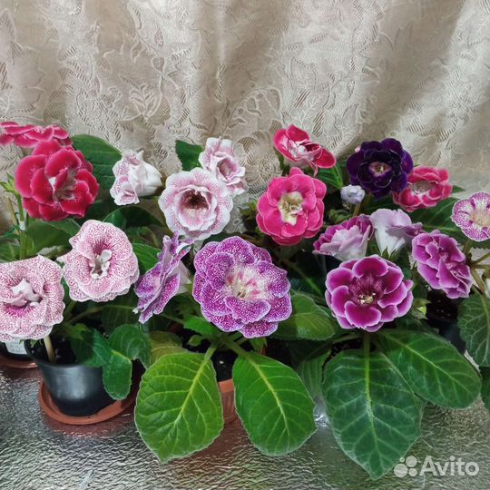 Глоксиния листья Почтой