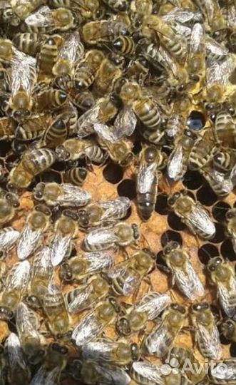 Продаю пчел карника